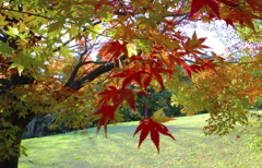 紅葉の時期