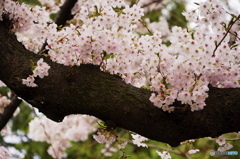 桜咲く