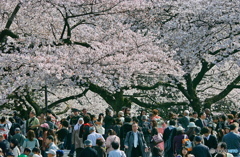 桜見物