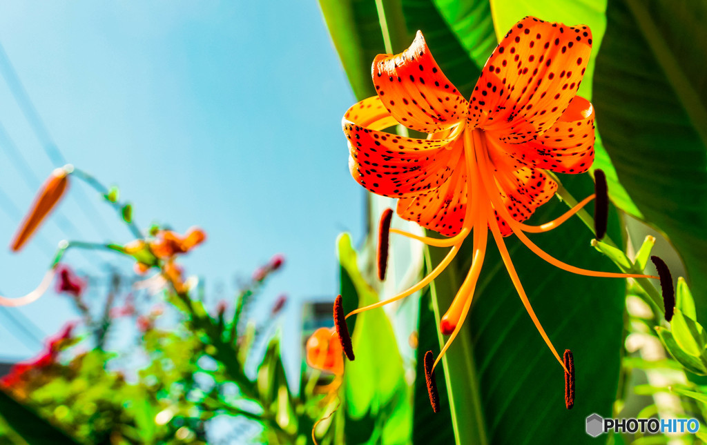 夏
