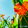 夏