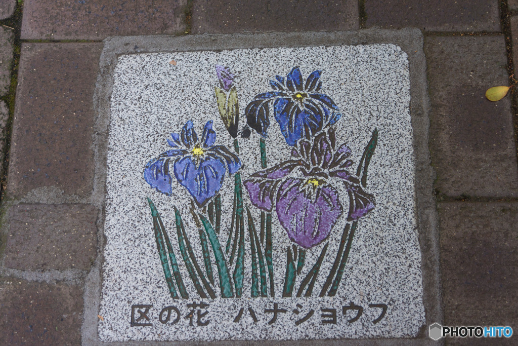 渋谷区の花