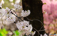 満開の桜