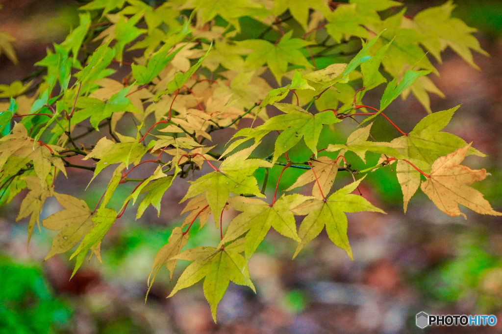 紅葉