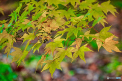 紅葉