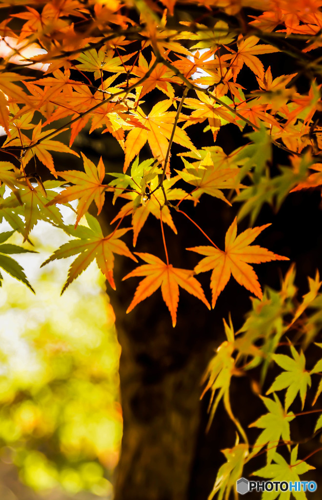 紅葉