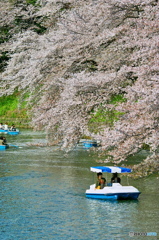 千鳥ヶ淵にて