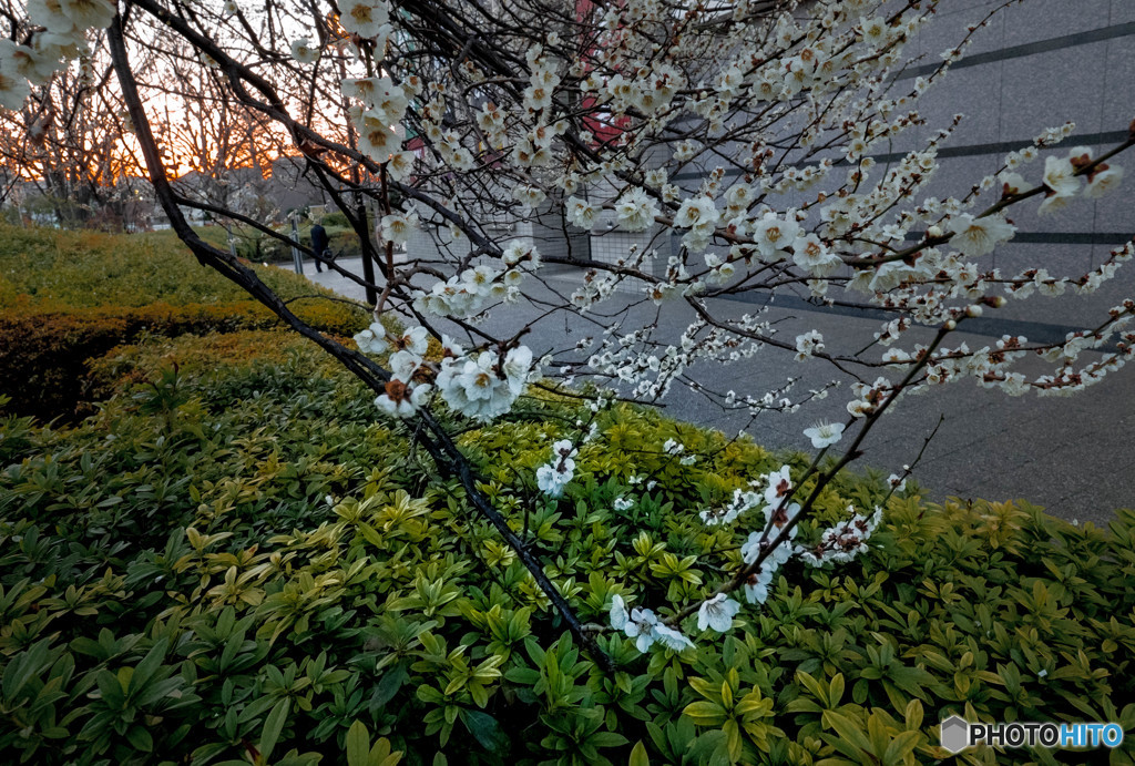 夕暮れの梅
