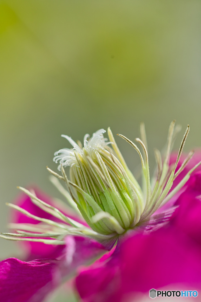 クレマチス接写