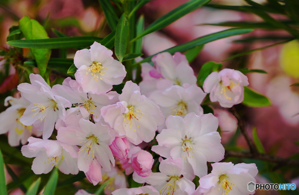 春の花