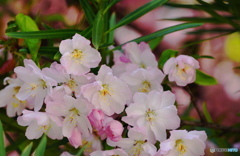 春の花