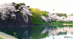 皇居の桜