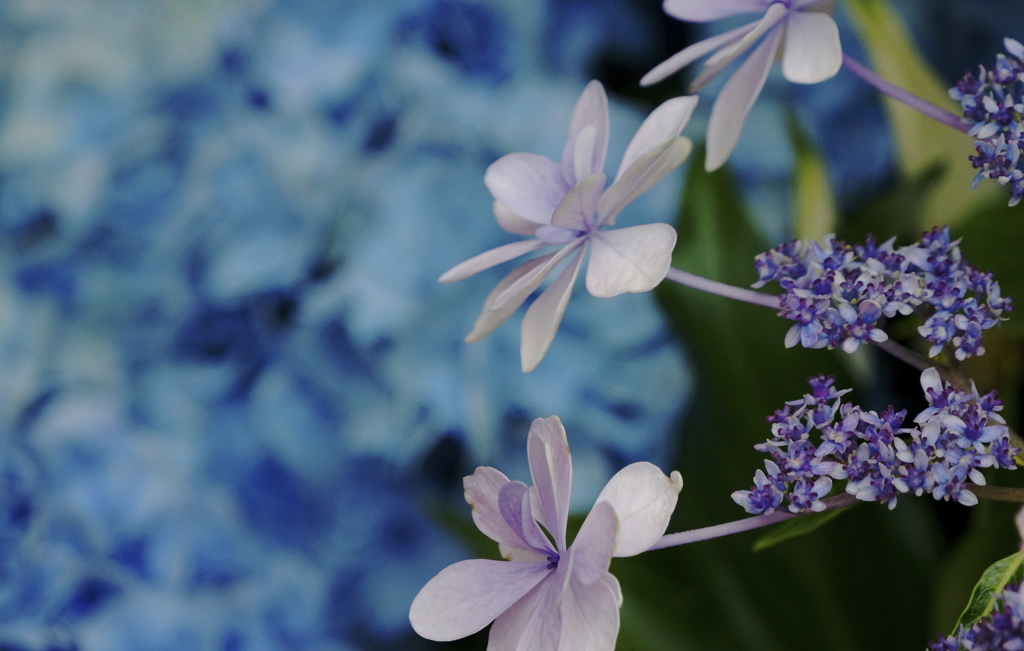 紫陽花