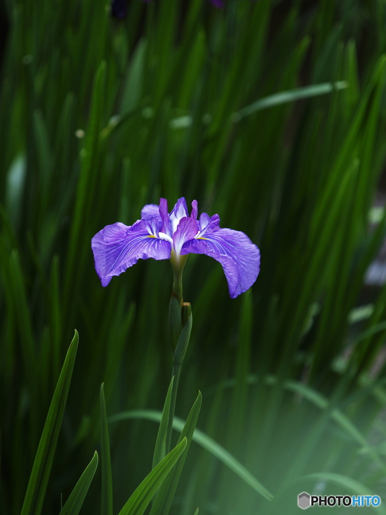 菖蒲