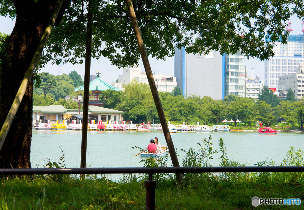 夏の日の不忍池