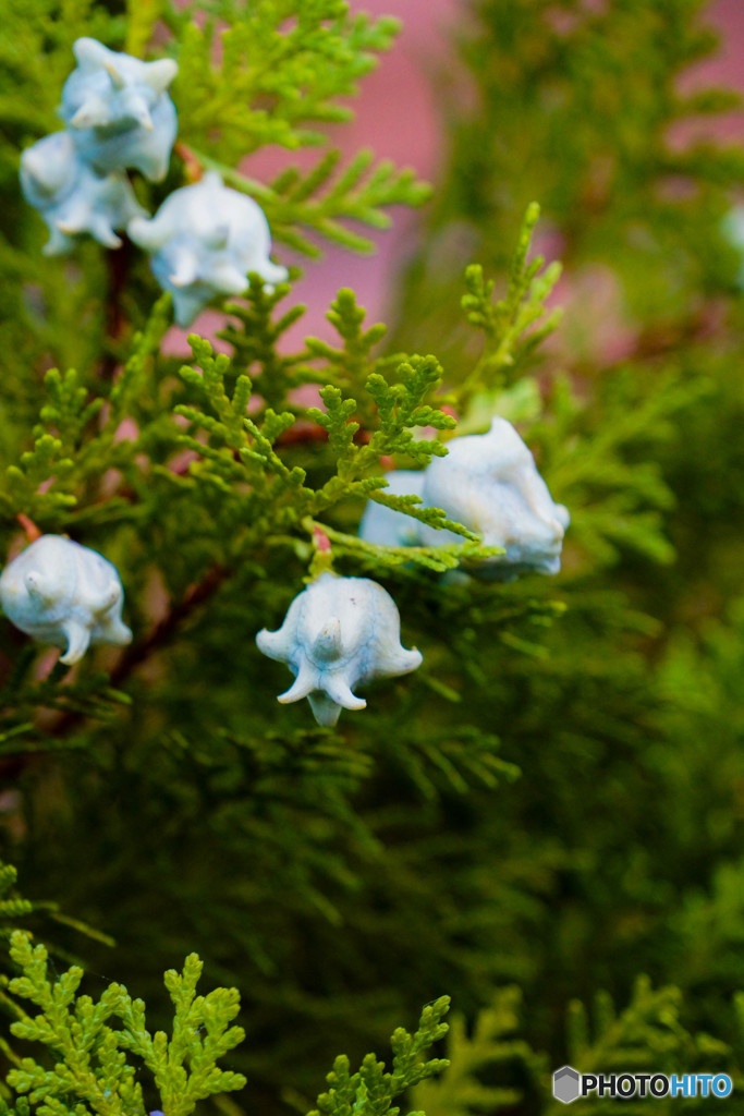 ヒバの花