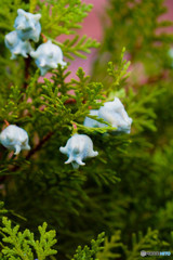 ヒバの花
