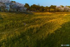 春の風景