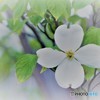 開花