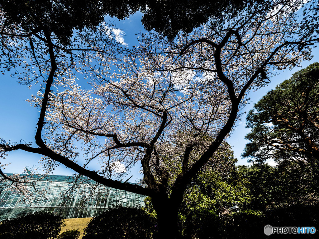 春の空
