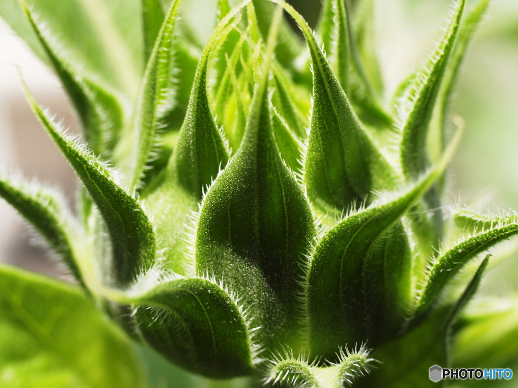 ひまわりの蕾１