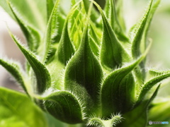 ひまわりの蕾１