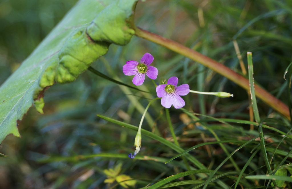 小さな花の世界