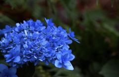 野に咲く紫陽花