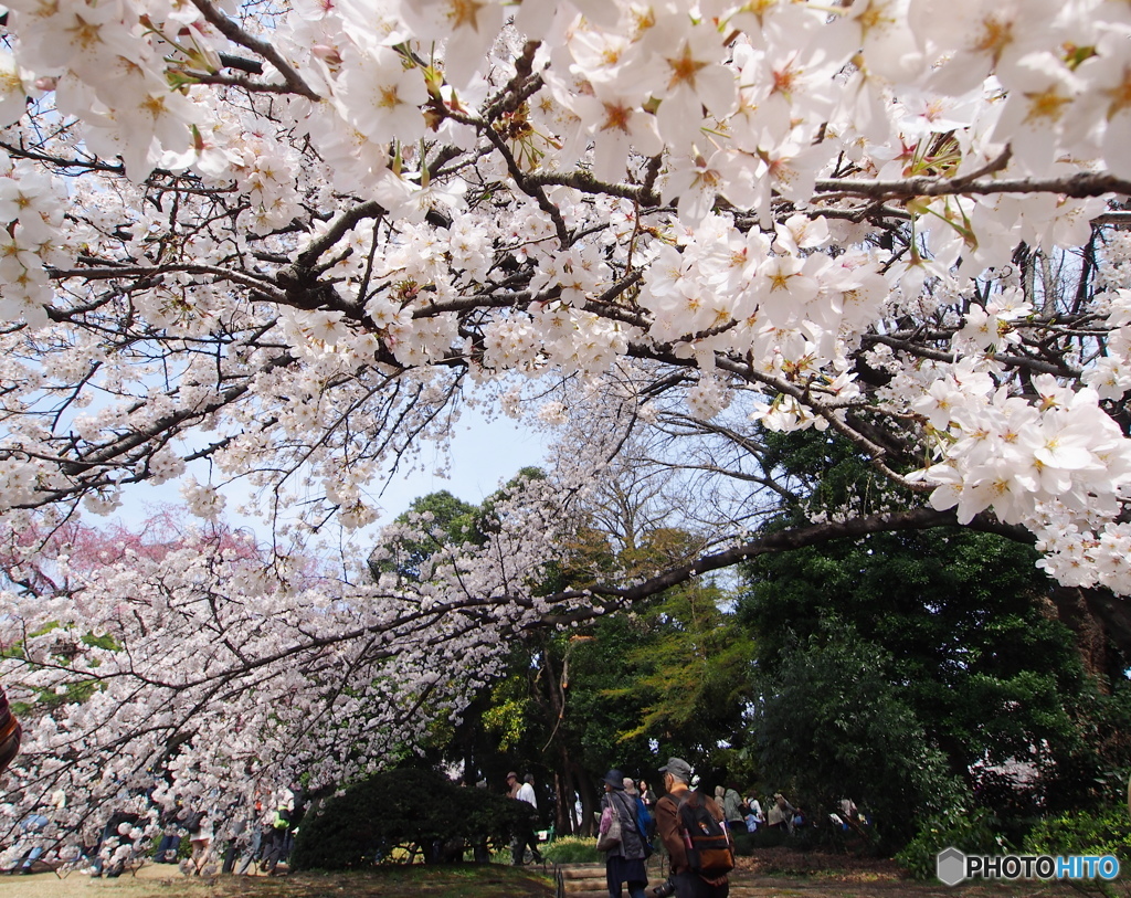 桜に誘われて