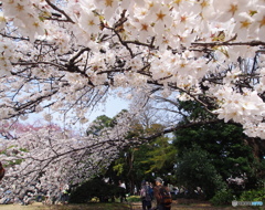 桜に誘われて