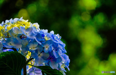 逆光の紫陽花