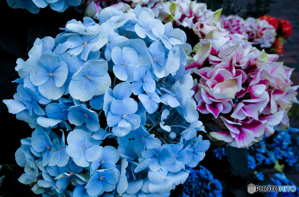 紫陽花
