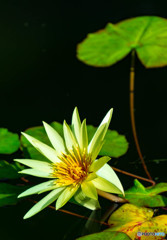 温室に咲く花