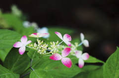 紫陽花