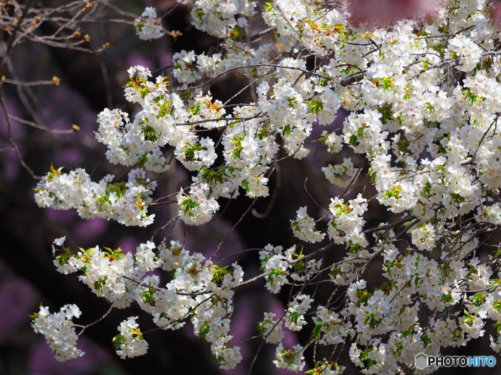 桜