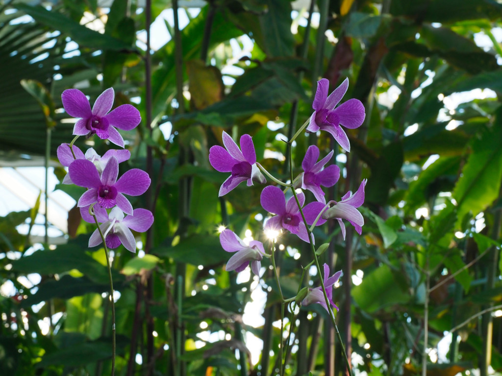 温室の花