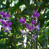 温室の花