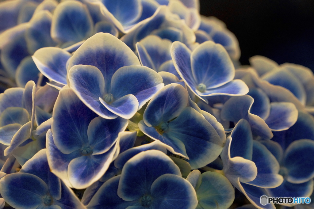  紫陽花