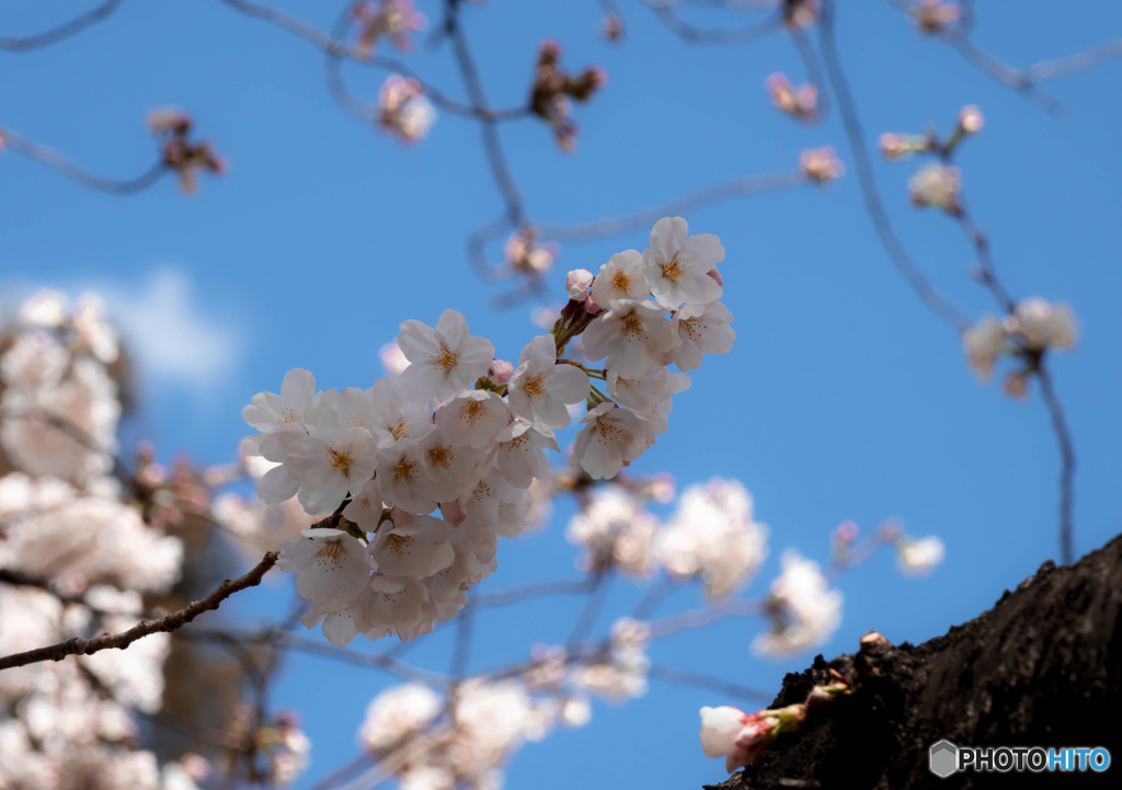 晴天の桜