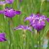 菖蒲