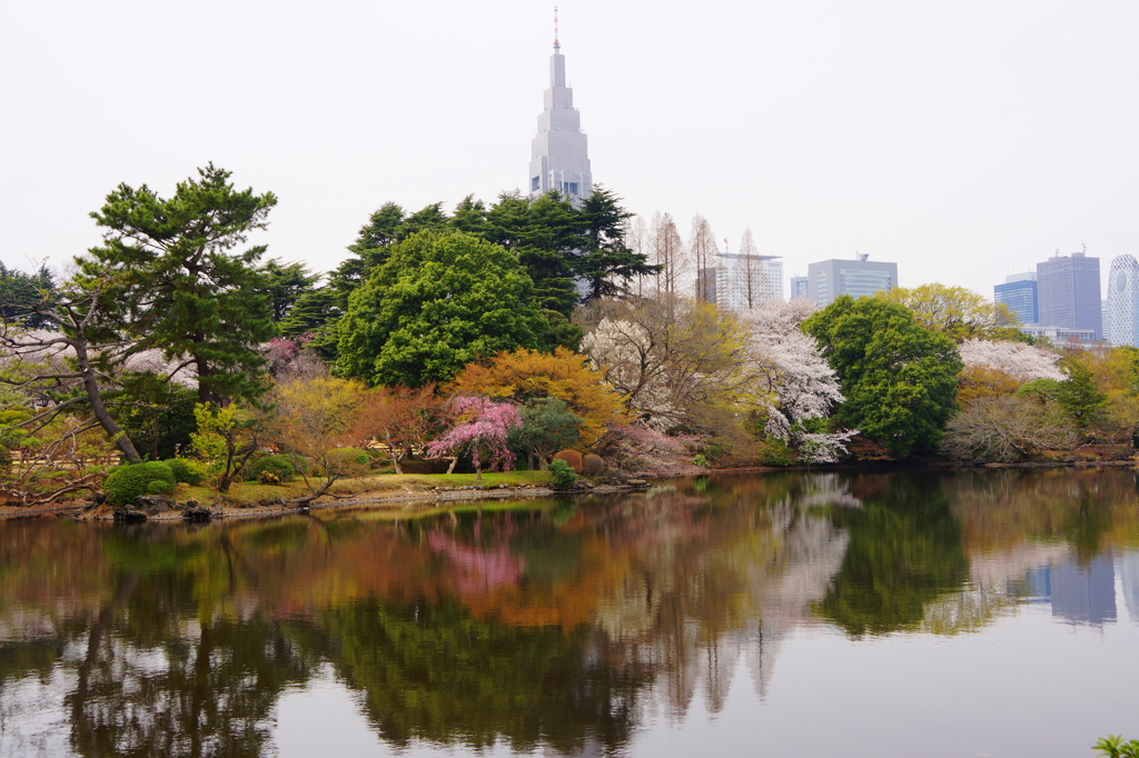 春の新宿御苑