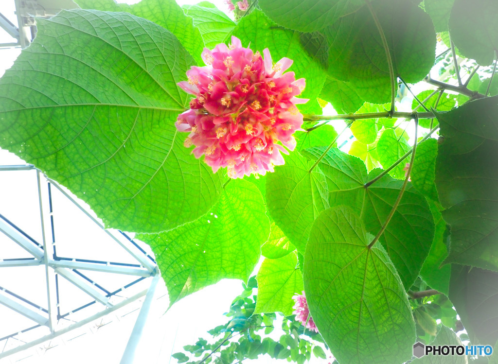 温室の花