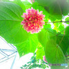 温室の花