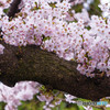 桜を楽しむころ