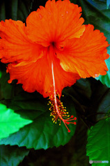 温室の花