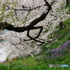 千鳥ヶ淵の桜
