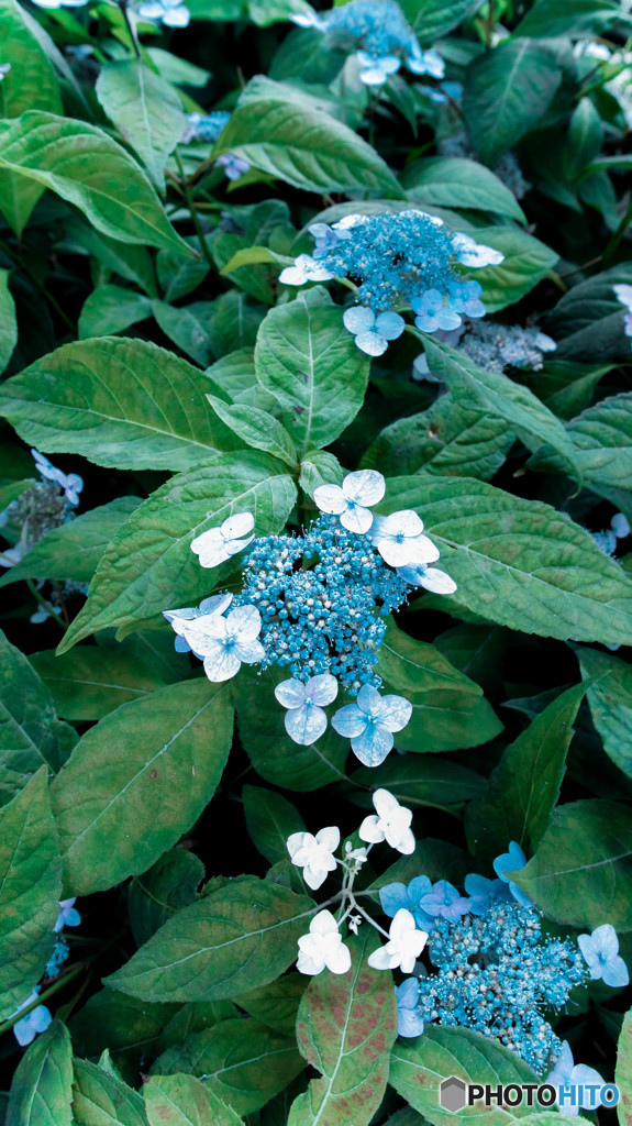 ヤマアジサイ