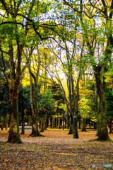 静かな公園の散歩道