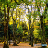 静かな公園の散歩道