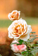 薔薇
